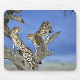 Tapis De Souris Cheetah