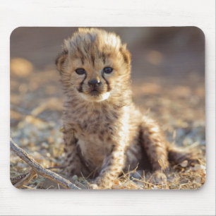 Tapis De Souris Cheetah 19 jours bébé mâle