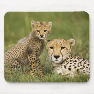 Tapis De Souris Cheetah, Acinonyx jubatus, avec Cub