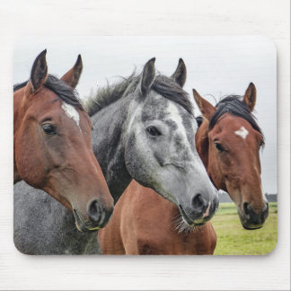 Tapis De Souris Cheval