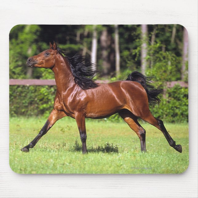 Tapis De Souris Cheval arabe courant 2 (Devant)