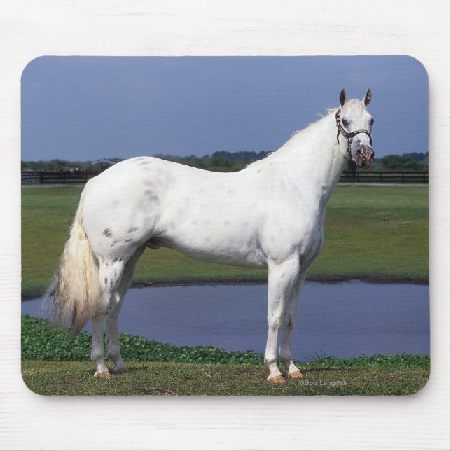 Tapis De Souris Cheval d'Appaloosa (Devant)