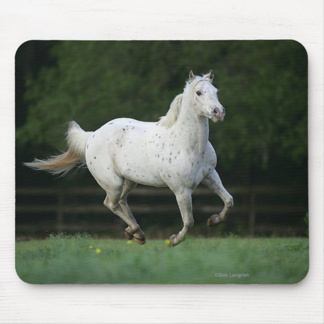 Tapis De Souris Cheval d'Appaloosa courant 1 (Devant)