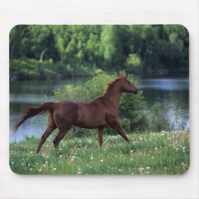 Tapis De Souris Cheval de pur sang se tenant en fleurs (Devant)