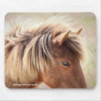 Cheval sauvage d'Assateague