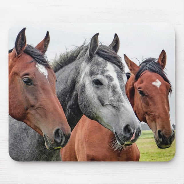 Tapis De Souris Chevaux (Devant)