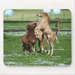 Tapis De Souris Chevaux 3