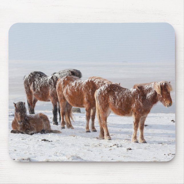 Tapis De Souris Chevaux islandais couverts de neige (Devant)