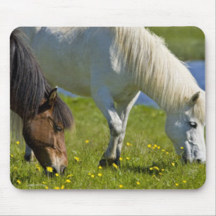 Tapis De Souris Chevaux islandais dans l'ouest de l'Islande.