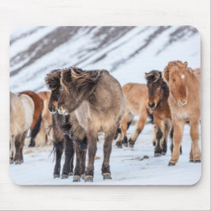Tapis De Souris Chevaux islandais en pâture hivernale près de Hofn