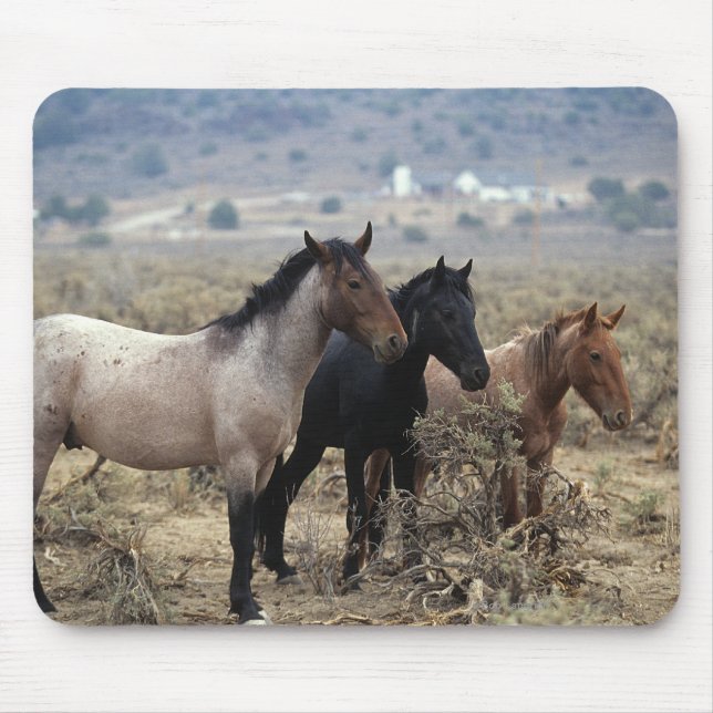 Tapis De Souris Chevaux sauvages 5 de mustang (Devant)