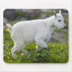 Tapis De Souris Chevreau au col Logan dans Glacier
