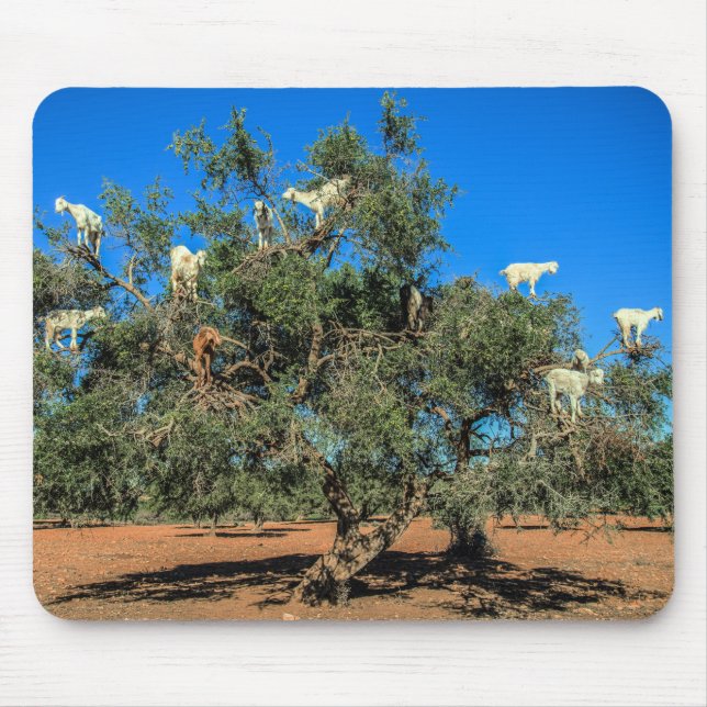 Tapis De Souris Chèvres amusantes dans les arbres Maroc (Devant)