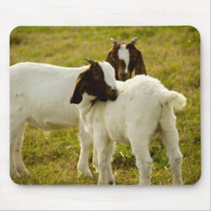 Tapis De Souris Chèvres Boer Mignonnes se Blottissent Brun et Blan