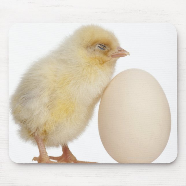 Tapis De Souris Chick with egg (2 days old) (Devant)