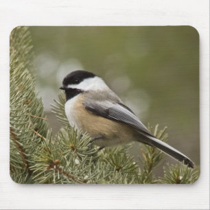 Tapis De Souris Chickadee Noir-couvert Mousepad