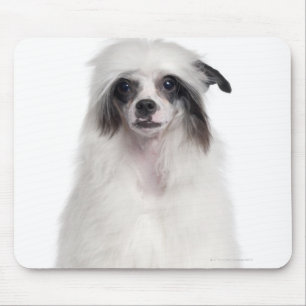 Tapis De Souris Chien crêté chinois (7 mois)