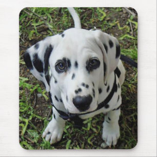 Tapis de souris Chien Dalmatien