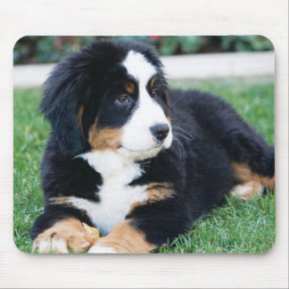 Tapis De Souris Chien de montagne de Bernese