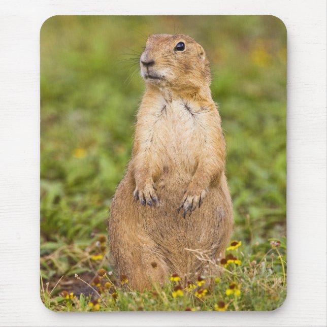 Tapis De Souris Chien de prairie à queue noire Cynomys (Devant)
