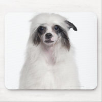 Chien de race chinoise (7 mois)