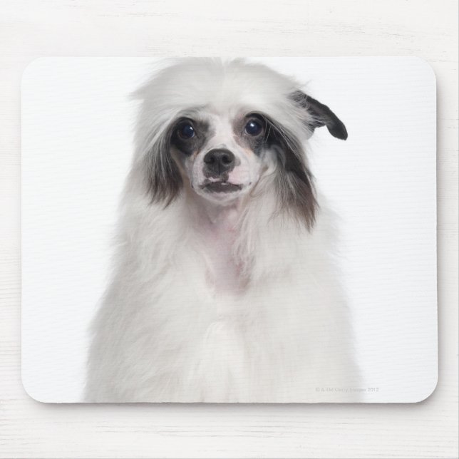 Tapis De Souris Chien de race chinoise (7 mois) (Devant)