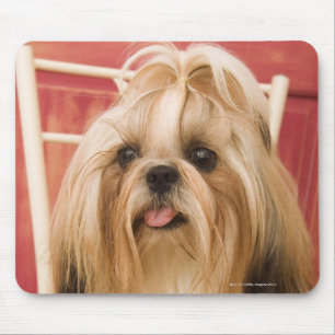Tapis De Souris Chien de Shih-tzu