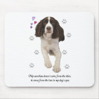 Chien espagnol Springer anglais