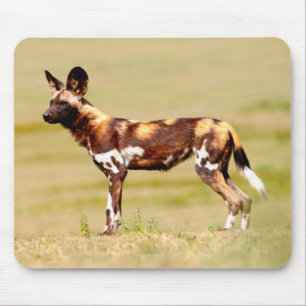 Tapis De Souris Chien sauvage africain (Lycaon Pictus) debout