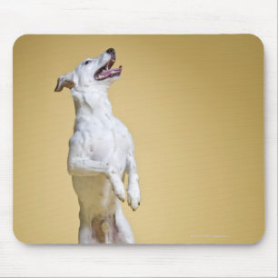 Tapis De Souris Chien se tenant sur les jambes de derrière