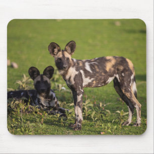 Tapis De Souris Chiens Sauvages d'Afrique en Tanzanie