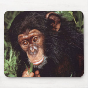 Tapis De Souris Chimpansee