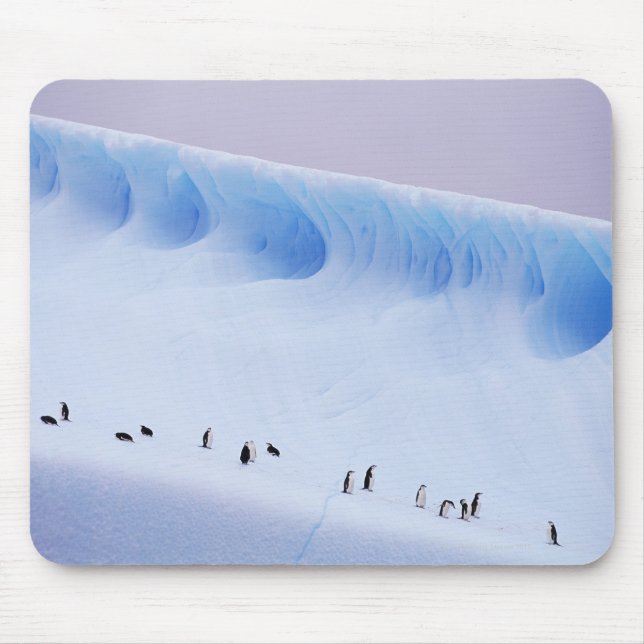 Tapis De Souris Chinstrap Penguin, Iles d'Orkney Sud (Devant)