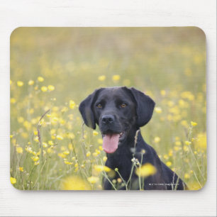 Tapis De Souris Chiot 16 mois 2