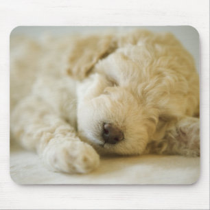 Tapis De Souris Chiot 2 de caniche de sommeil
