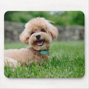 Tapis De Souris chiot, chien, animal de compagnie