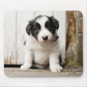 Tapis De Souris Chiot de border collie