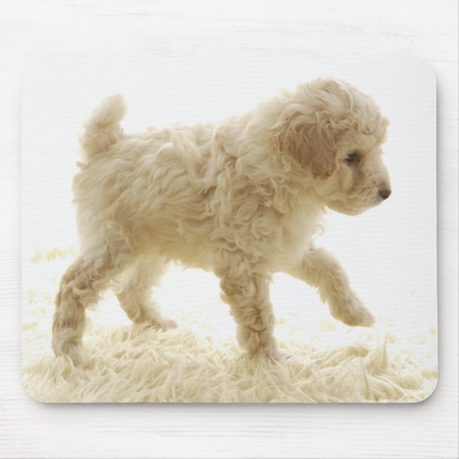 Tapis De Souris Chiot de caniche (Devant)