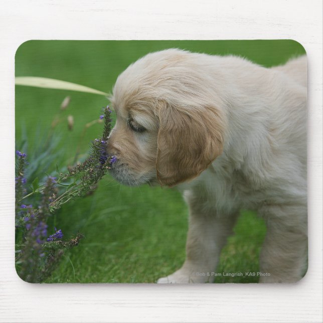 Tapis De Souris Chiot de golden retriever (Devant)