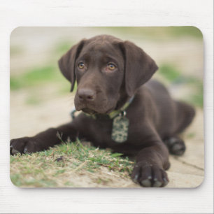 Tapis De Souris Chiot de laboratoire de chocolat