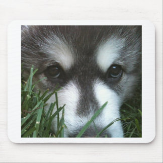 Tapis De Souris Chiot de Malamute d'Alaska
