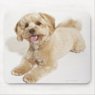 Tapis De Souris Chiot (familiaris de Canis) 2