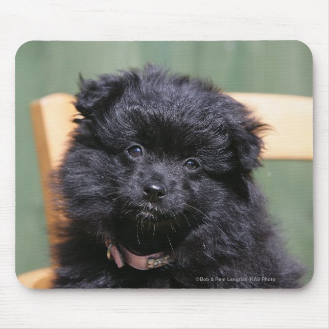 Tapis De Souris Chiot noir de Pomeranian (Devant)