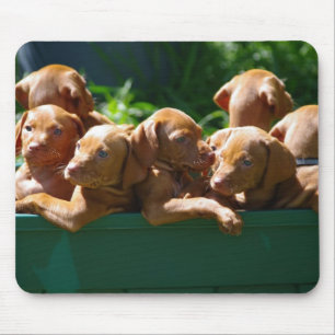 Tapis De Souris Chiots