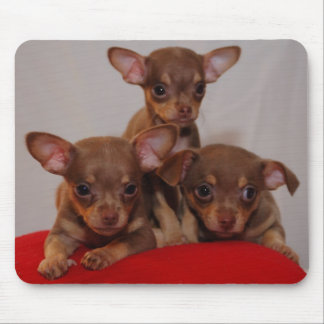 Tapis De Souris Chiots de chiwawa