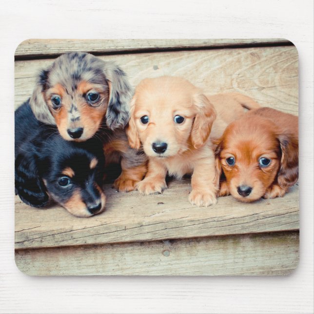 Tapis De Souris Chiots de Dachshund (Devant)