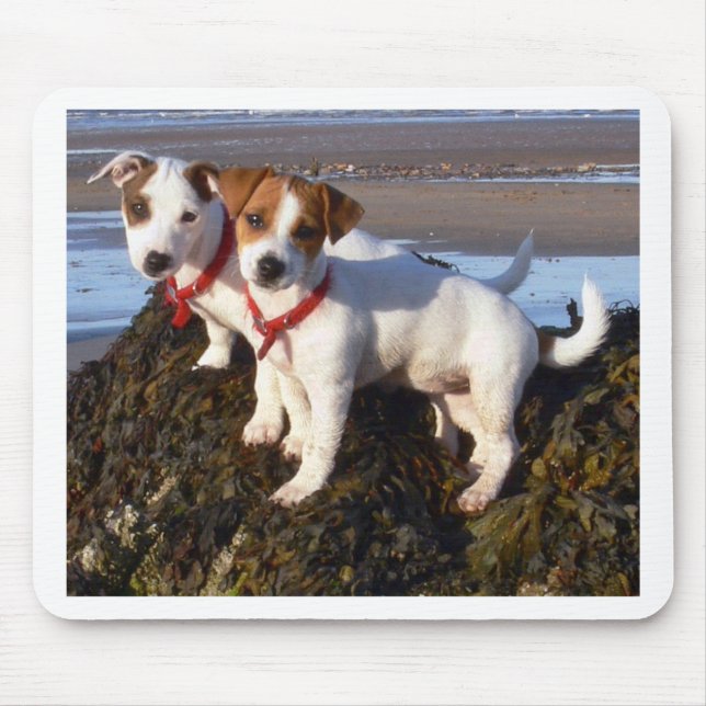 Tapis De Souris Chiots de Jack Russell (Devant)