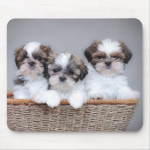 Tapis De Souris Chiots de Shih Tzu