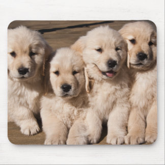 Tapis De Souris Chiots doux de golden retriever