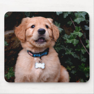 Tapis De Souris Chiots Retriever du Golden